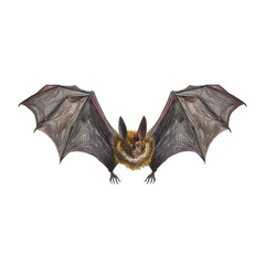 A bat flying with its wings spread. Hand drawn watercolor illustration isolated on white...