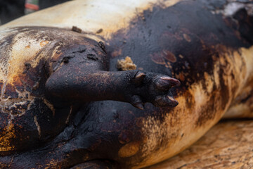 Preparation to cutting, Pork Slaughter, Christmas Holidays, One of the most important winter...