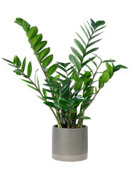 ZZ plant png mockup in a gray pot