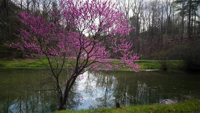 Beautiful eastern redbud tree with purple, pink and magenta flowers announcing spring.