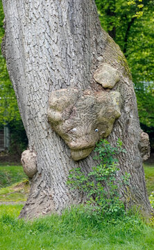 Baumgesicht, B&auml;renkopf