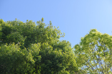 生い茂る木々と青空