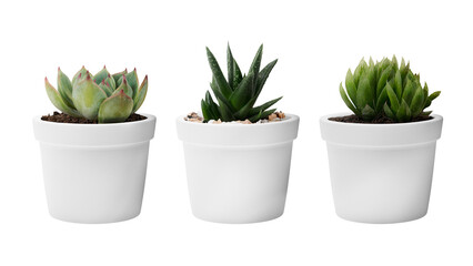 Succulent plants png mockup in white pots