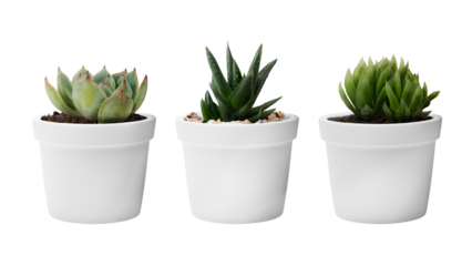Succulent plants png mockup in white pots