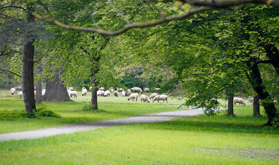 Schafe als "Rasenmäher " im Park