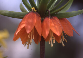 fritillaire in flowers