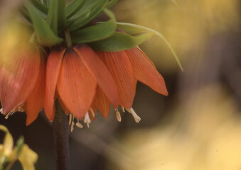 fritillaire in flowers