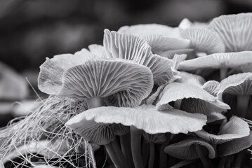 mushrooms, Tubaria furfuracea, scurfy twiglet, agaric fungus, cluster on decomposing rotting wood,...