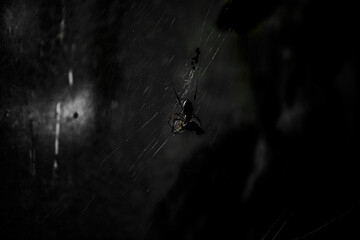 Spider in the shadows waiting for prey
