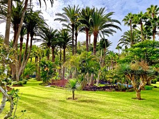 Palm trees in the canary islands, Spain