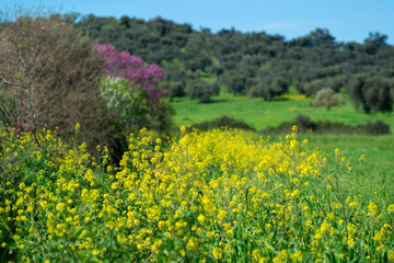 Paysage de Toscane au printemps