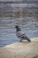 A rock pigeon which stands by the river in Prague