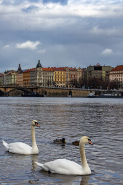 Swans and ducks swim on the vitava river in Prague