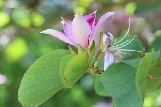 Bloom of Bauhinia variegata. It is also known as mountain ebony or orchid tree