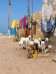 Des moutons dans une rue d ela vieille ville de Saint Louis au Sénégal en Afrique - obrazy, fototapety, plakaty