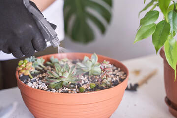 A woman hand gently holds a small echeveria plant in a decorative pot, adding greenery to her modern home. Indoor gardening brings joy and a touch of nature to daily life