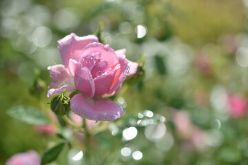 朝露に濡れる綺麗なピンクのバラの花