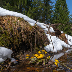 Marsh marigold, buttercup plant by the stream as the snow melts, with snow and forest in the background,