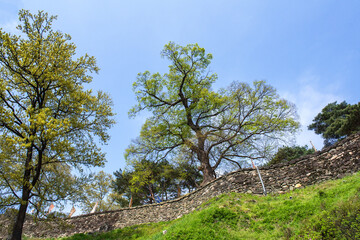 Gongsanseong Fortress,Gongju,Korea. Colorful spring time.