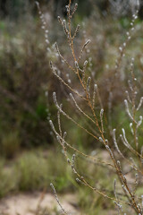 Wild flowers in semi desertic environment, Calden forest, La Pampa Argentina