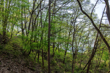 Gongsanseong Fortress,Gongju,Korea. Colorful spring time.
