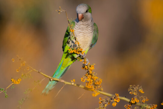 Parakeet perched on a bush with red berries , La Pampa, Patagonia, Argentina
