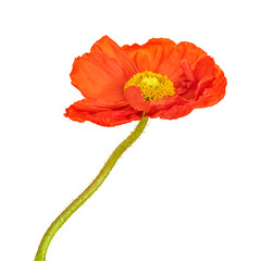 Close up of red poppy flower transparent png