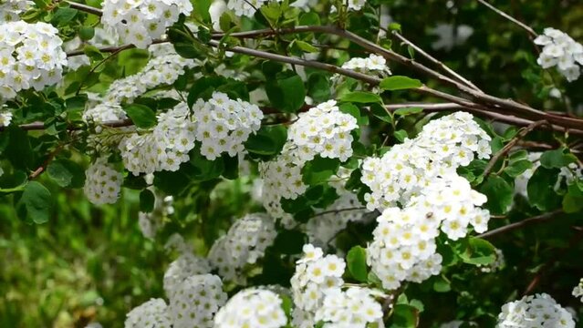 white flowers in the garden Nature 4k Background
