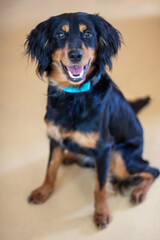 A black and brown dog from the Sporting Group with its mouth open