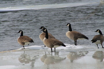 Bernaches du Canada à la fin de l'hiver sur la rivière !!