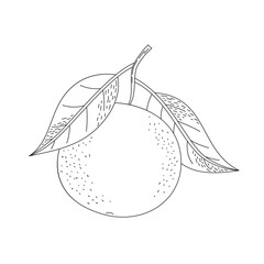 Hand drawn doodle sketch of an orange. Coloring page with a citrus fruit. Line art vector illustration on a white background