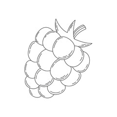 Hand drawn doodle sketch of a raspberry. Coloring page with a berry. Line art vector illustration on a white background