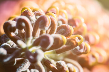 Grevillea flower, macro closeup, abstract loops orange and yellow waxy repeated pattern, spiral