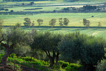 Paysage de Toscane au lever du jour