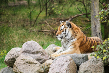 Tiger liegt entspannt auf Felsen und beobachtet seine Umgebung