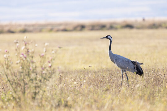 Ein Kranich beim Herbstzug im Seewinkel