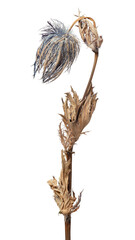 Dried blue thistle flower design element