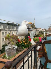 seagull on the roof of Istanbul 