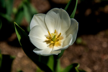 Fototapeta premium The beautiful and colorful tulip flower in garden.