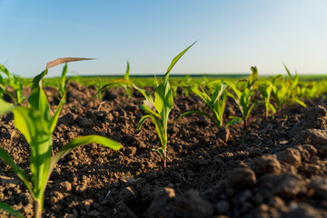 A small corn seedling grows in a field. Close-up of corn sprouts growing in an agricultural field....