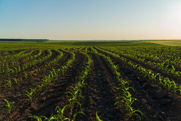 A field with small corn plants at sunset. Beautiful rows of corn sprouts. Small corn seedlings grow...