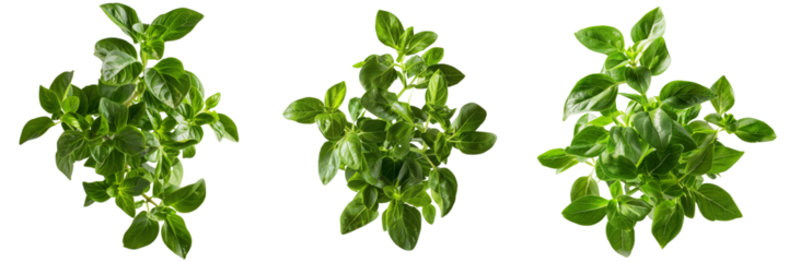 Fresh green plant on transparent background 