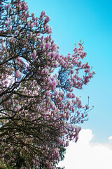 Blooming magnolia tree in springtime garden. Beautiful magnolia tree. Spring