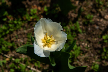 The beautiful and colorful tulip flower in garden.
