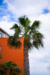 palm tree and modern balcony building - Cap d'Agde, France
