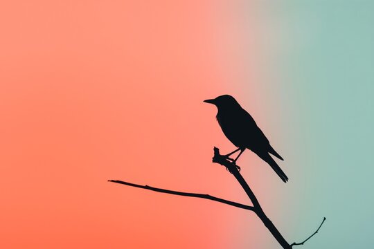 Minimalist silhouette of a bird perched on a branch against a vibrant sky at dusk