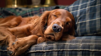 Irish Setter dog peacefully asleep on a plush and cozy sofa