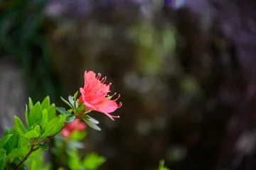Abwaschbare Fototapete 真っ赤なツツジの花 © hanafujikan