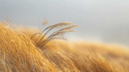 Water reeds in the wind, air element - obrazy, fototapety, plakaty