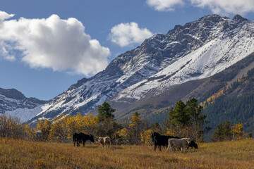 Municipality of Crowsnest, Alberta, Canada